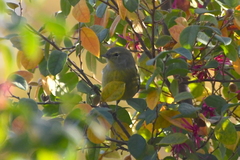 Leiothlypis celata orestera