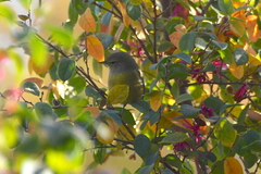Leiothlypis celata orestera