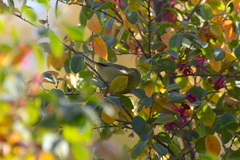 Leiothlypis celata orestera