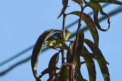 Leiothlypis celata orestera