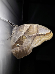 Eryphanis