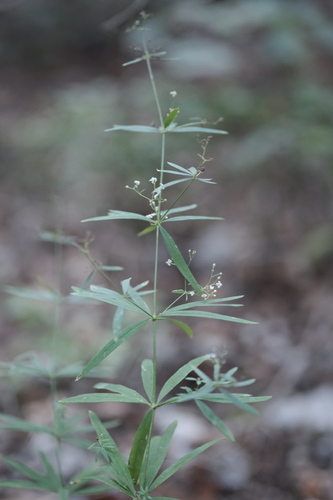 Galium aristatum, photograph 2