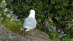 Larus canus