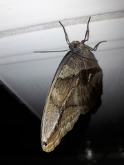 Eryphanis
