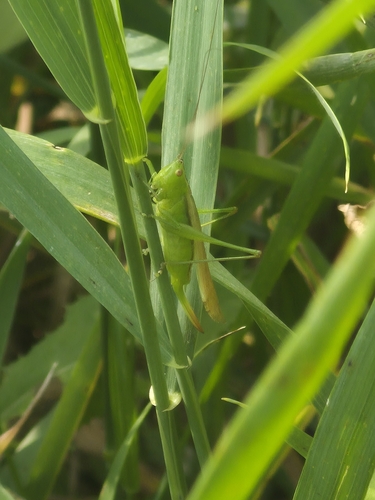 Slender Meadow Katydid