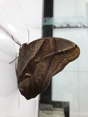 Eryphanis