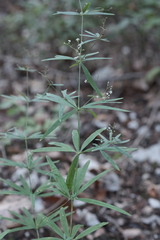 Galium aristatum
