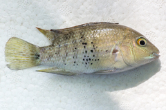 Herichthys pantostictus