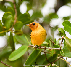 Setophaga petechia bryanti