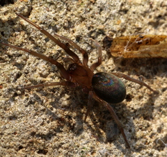 Phyxelididae