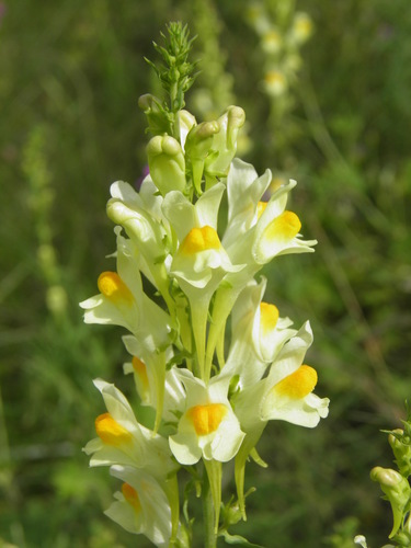 Paprastoji linažolė