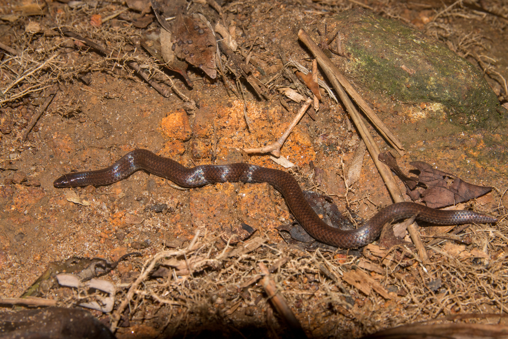 Teretrurus albiventer