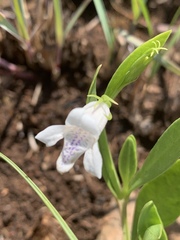 Asystasia subbiflora