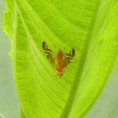 Strauzia longipennis