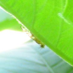 Strauzia longipennis