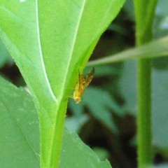 Strauzia longipennis