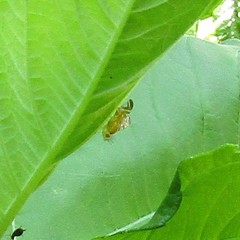 Strauzia longipennis