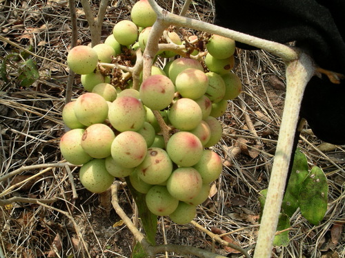 Ampelocissus acapulcensis (Ampelocissus acapulcensis)