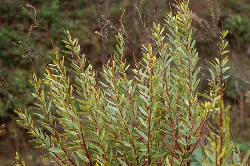 Flax-leaved Daphne
