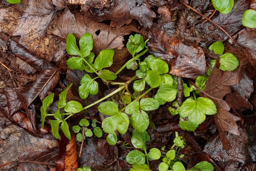 Alexanders