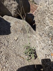 Streptanthus campestris