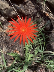 Gerbera jamesonii