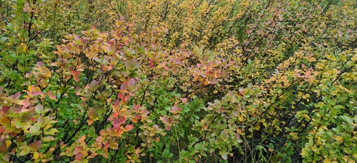 Shrubby Birch (Betula humilis)