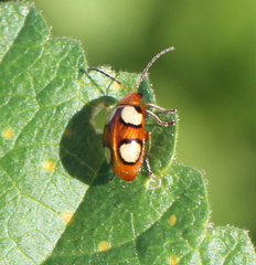 Monolepta bioculata