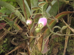 Kohleria affinis