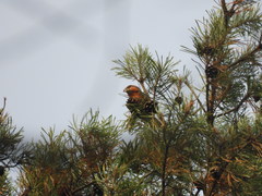 Loxia pytyopsittacus