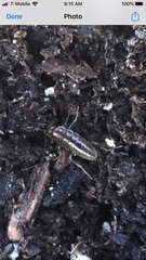 Blattodea