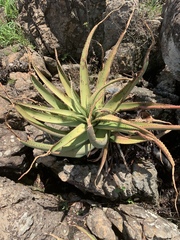 Aloe spicata