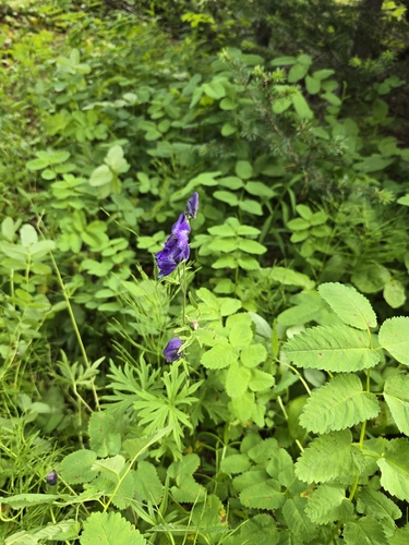 Larkspurleaf Monkshood