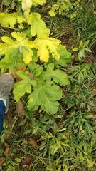 Heracleum sosnowskyi