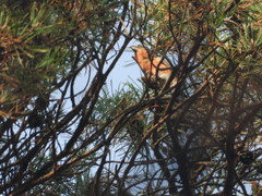 Loxia pytyopsittacus