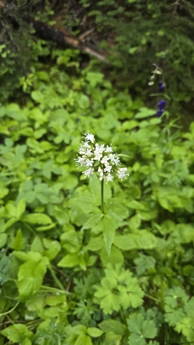 Sitka valerian