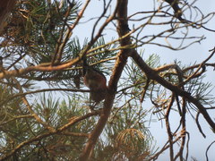 Loxia pytyopsittacus