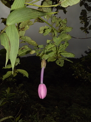 Passiflora cumbalensis