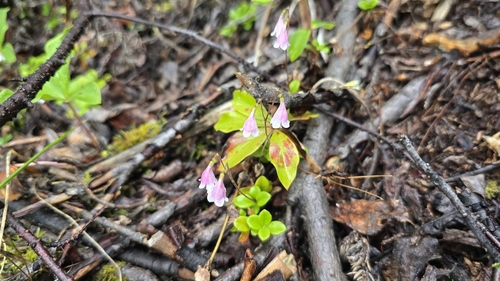 Twinflower