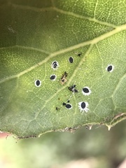 Tetraleurodes perileuca