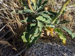 Streptanthus campestris