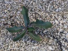 Streptanthus campestris