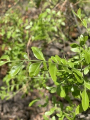 Ptaeroxylon obliquum