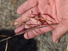 Streptanthus campestris