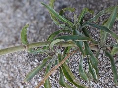 Streptanthus campestris