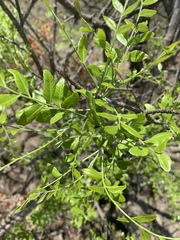 Ptaeroxylon obliquum