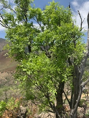 Ptaeroxylon obliquum