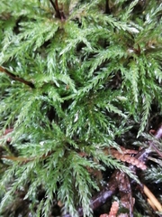 Leucolepis