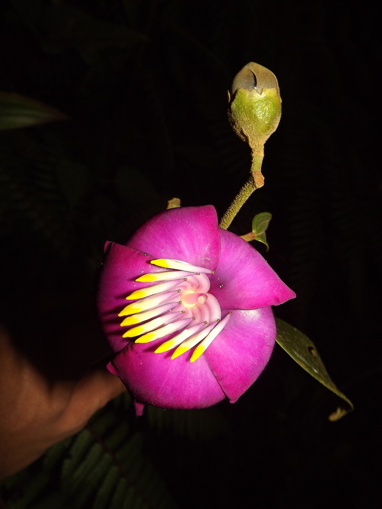 Meriania drakei
