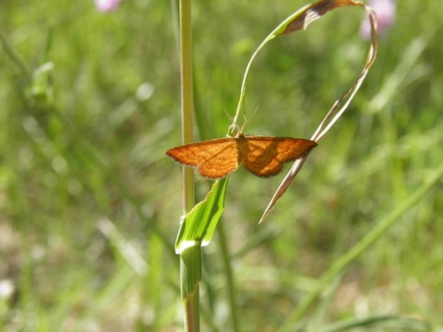 Geltonsparnis Sprindžiukas